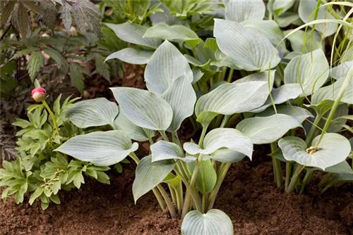 Graublaue Garten-Funkie - Hosta x tardiana 'Halcyon'