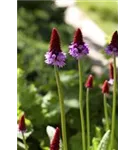 Orchideen-Schlüsselblume - Primula vialii