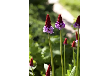 Primula vialii - Orchideen-Schlüsselblume