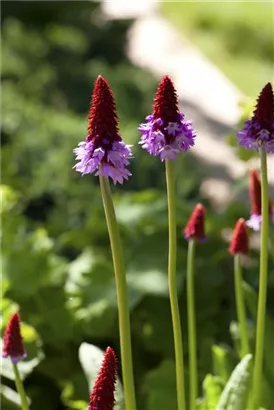 Orchideen-Schlüsselblume - Primula vialii