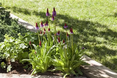 Orchideen-Schlüsselblume - Primula vialii