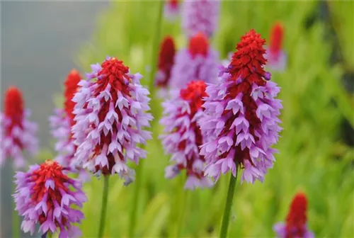 Orchideen-Schlüsselblume - Primula vialii