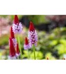 Orchideen-Schlüsselblume - Primula vialii