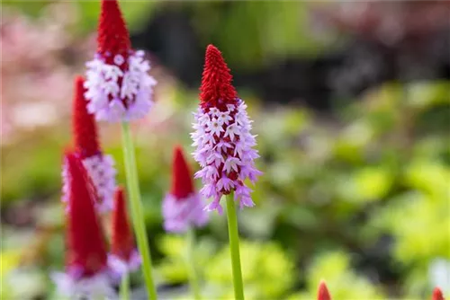 Orchideen-Schlüsselblume - Primula vialii