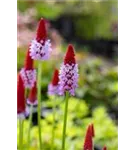 Orchideen-Schlüsselblume - Primula vialii