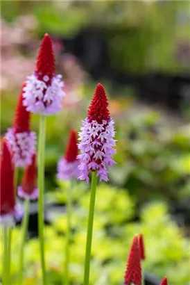 Orchideen-Schlüsselblume - Primula vialii