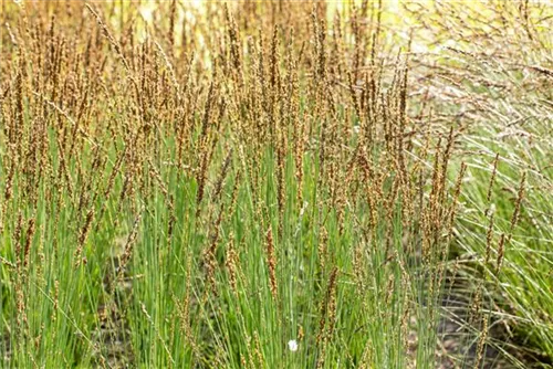 Kleines Garten-Pfeifengras - Molinia caerulea 'Moorhexe'