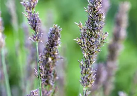 Molinia caerulea 'Moorhexe' - Kleines Garten-Pfeifengras