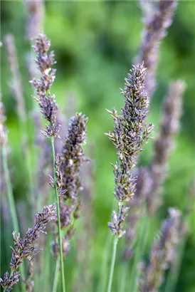 Kleines Garten-Pfeifengras - Molinia caerulea 'Moorhexe'