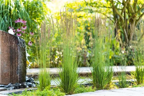 Kleines Garten-Pfeifengras - Molinia caerulea 'Moorhexe'