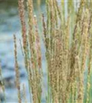 Kleines Garten-Pfeifengras - Molinia caerulea 'Moorhexe'