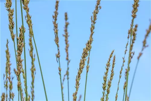 Kleines Garten-Pfeifengras - Molinia caerulea 'Moorhexe'