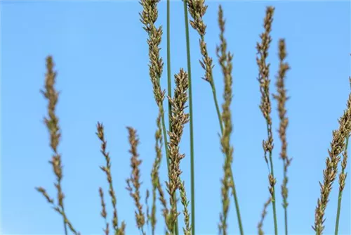 Kleines Garten-Pfeifengras - Molinia caerulea 'Moorhexe'