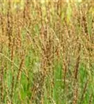 Kleines Garten-Pfeifengras - Molinia caerulea 'Moorhexe'