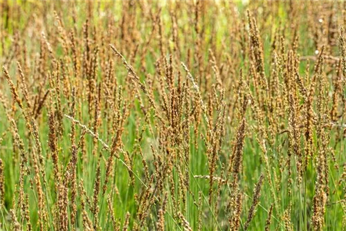 Kleines Garten-Pfeifengras - Molinia caerulea 'Moorhexe'