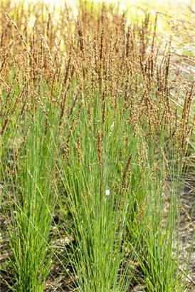 Kleines Garten-Pfeifengras - Molinia caerulea 'Moorhexe'