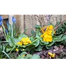 Stängellose Garten-Schlüsselblume - Primula vulgaris, gelb