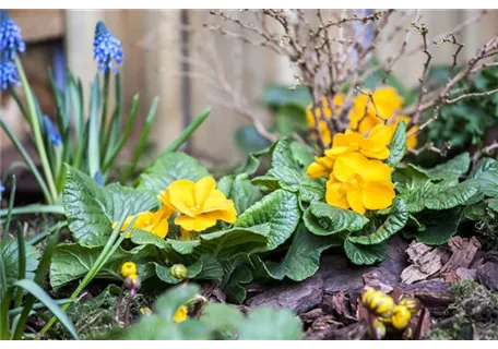 Primula vulgaris, gelb - Stängellose Garten-Schlüsselblume