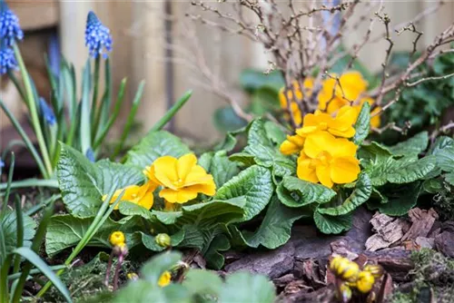 Stängellose Garten-Schlüsselblume - Primula vulgaris, gelb