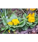 Stängellose Garten-Schlüsselblume - Primula vulgaris, gelb