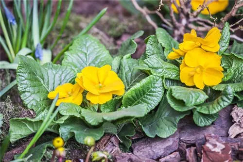 Stängellose Garten-Schlüsselblume - Primula vulgaris, gelb