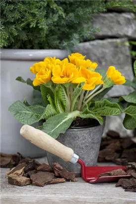 Stängellose Garten-Schlüsselblume - Primula vulgaris, gelb