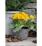 Stängellose Garten-Schlüsselblume - Primula vulgaris, gelb