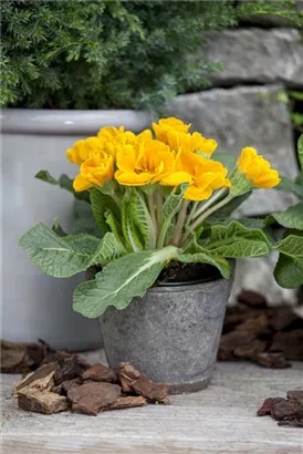 Stängellose Garten-Schlüsselblume - Primula vulgaris, gelb