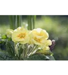 Stängellose Garten-Schlüsselblume - Primula vulgaris, gelb