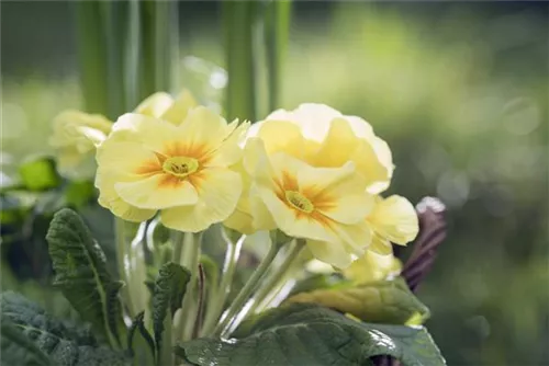 Stängellose Garten-Schlüsselblume - Primula vulgaris, gelb