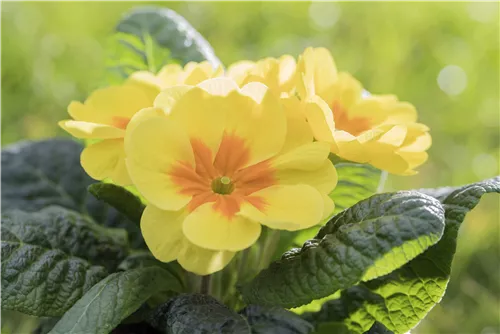 Stängellose Garten-Schlüsselblume - Primula vulgaris, gelb