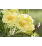 Stängellose Garten-Schlüsselblume - Primula vulgaris, gelb