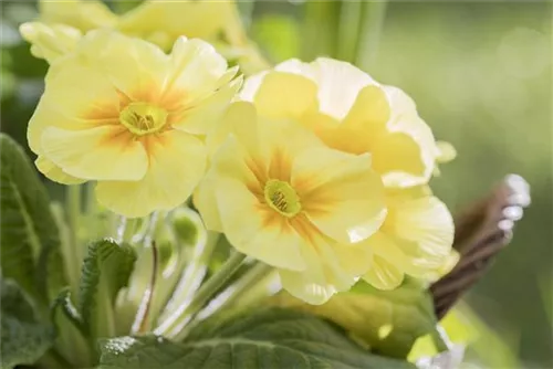 Stängellose Garten-Schlüsselblume - Primula vulgaris, gelb