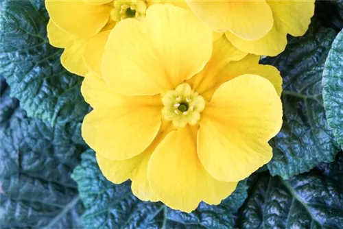 Stängellose Garten-Schlüsselblume - Primula vulgaris, gelb