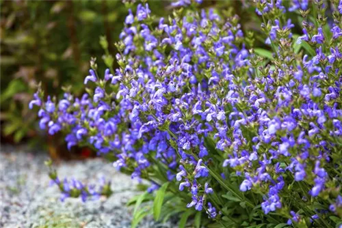 Lavendelblättriger Salbei - Salvia lavandulifolia