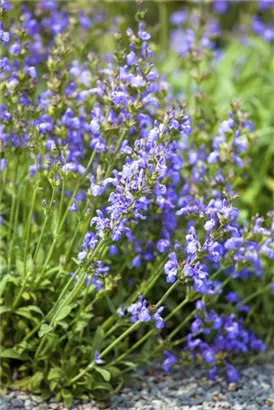 Lavendelblättriger Salbei - Salvia lavandulifolia