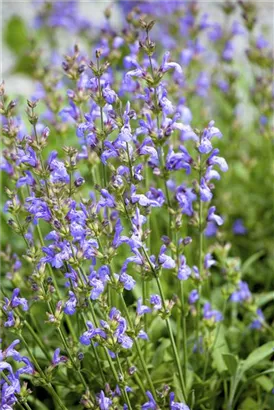 Lavendelblättriger Salbei - Salvia lavandulifolia