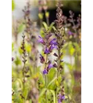 Lavendelblättriger Salbei - Salvia lavandulifolia