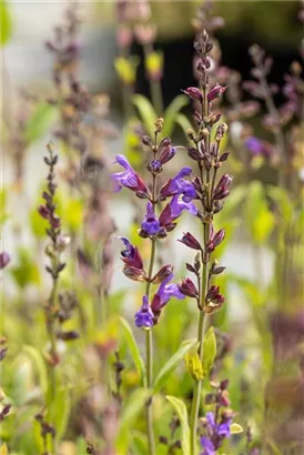 Lavendelblättriger Salbei - Salvia lavandulifolia