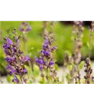 Lavendelblättriger Salbei - Salvia lavandulifolia