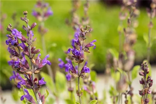 Lavendelblättriger Salbei - Salvia lavandulifolia