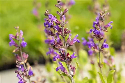 Lavendelblättriger Salbei - Salvia lavandulifolia