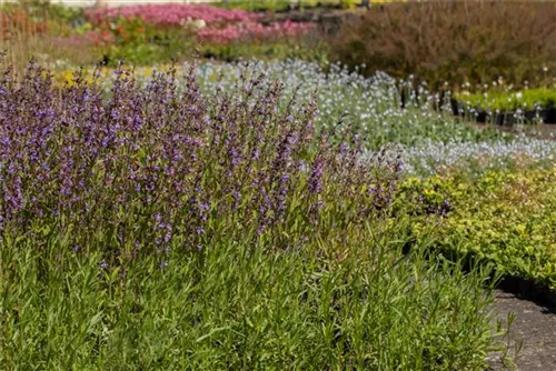 Lavendelblättriger Salbei - Salvia lavandulifolia