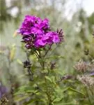 Hohe Garten-Flammenblume - Phlox paniculata 'Starfire'