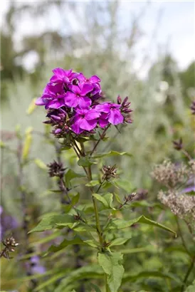 Hohe Garten-Flammenblume - Phlox paniculata 'Starfire'