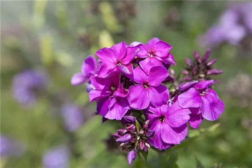 Hohe Garten-Flammenblume - Phlox paniculata 'Starfire'