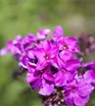 Hohe Garten-Flammenblume - Phlox paniculata 'Starfire'