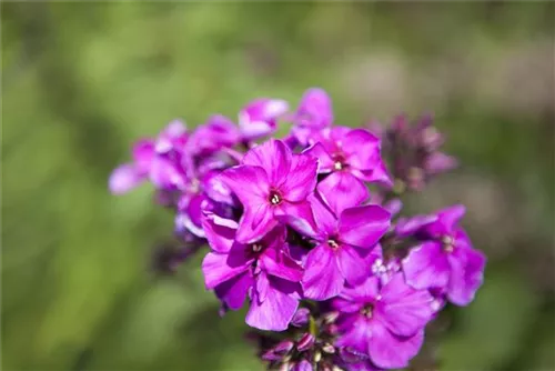 Hohe Garten-Flammenblume - Phlox paniculata 'Starfire'