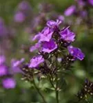 Hohe Garten-Flammenblume - Phlox paniculata 'Starfire'