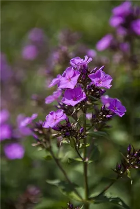 Hohe Garten-Flammenblume - Phlox paniculata 'Starfire'